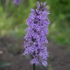 dactylorhiza maculata